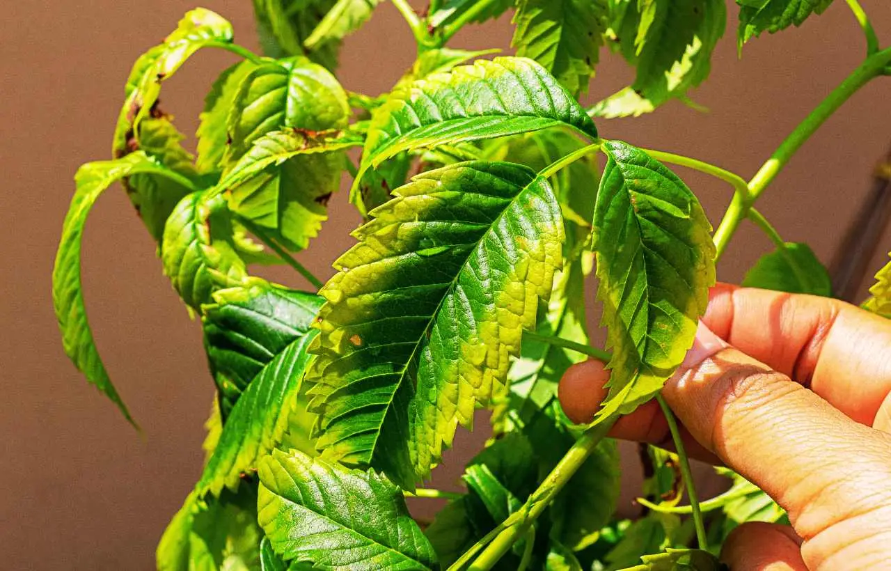 Non usare l’olio di neem in questo momento: rischi di bruciare irrimediabilmente le tue piante