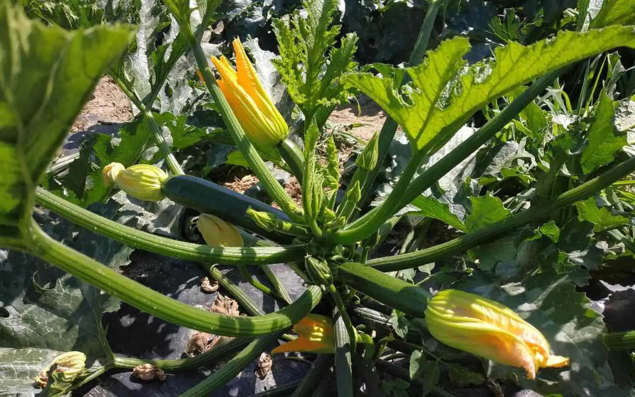 Se le foglie delle tue zucchine ingialliscono non è normale: ecco cosa sta succedendo
