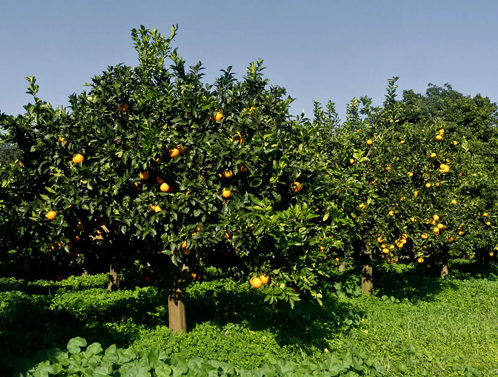 Vuoi piantare alberi e guadagnare? Ecco la specie più redditizia in assoluto