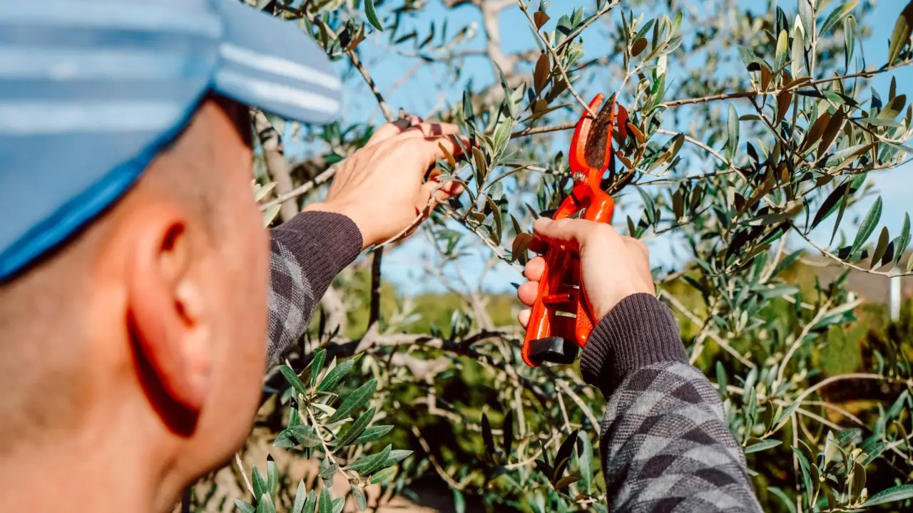 Forbici da potatura arrugginite? Ecco il trucco rapido per farle tornare come nuove