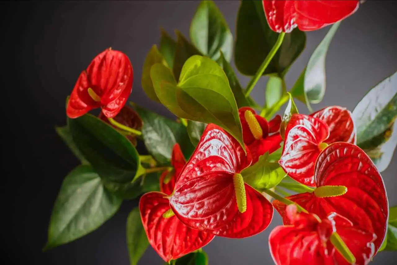 L’anthurium sta morendo? Ecco il trucco per salvarlo subito e farlo rifiorire