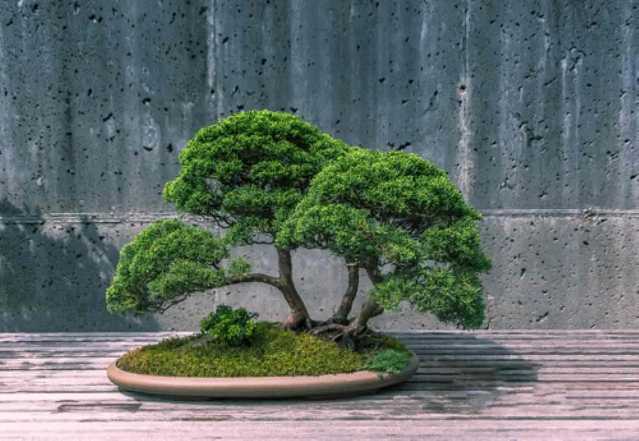 Bonsai giapponese: l’arte millenaria di creare alberi in miniatura che incanta il mondo
